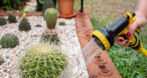 7 soluzioni supportate da esperti per far prosperare le piante nel caldo secco 