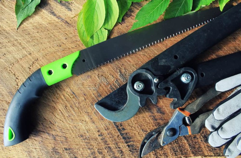 7 expertstödda lösningar för att hålla växter frodas i torr värme 
