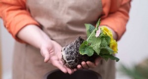 11 stratégies éprouvées pour que vos plantes offertes par le Nouvel An prospèrent toute l année 