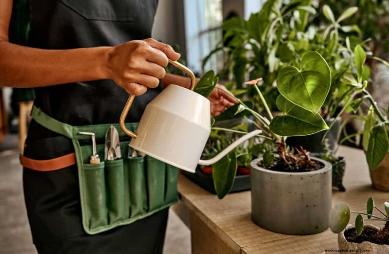 11 beprövade strategier för att hålla dina nyårsbegåvade växter blomstrande hela året