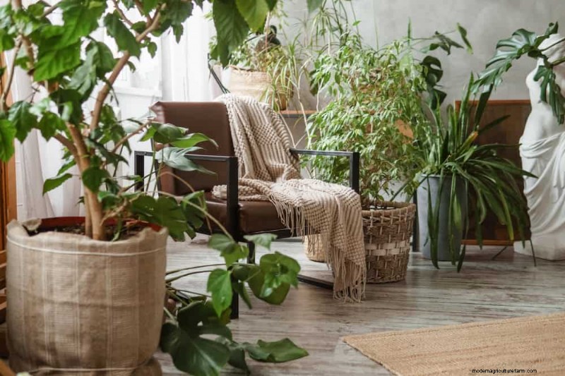11 beprövade strategier för att hålla dina nyårsbegåvade växter blomstrande hela året