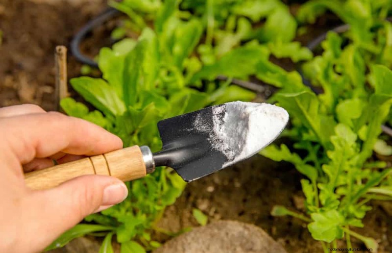 11 beprövade strategier för att hålla dina nyårsbegåvade växter blomstrande hela året