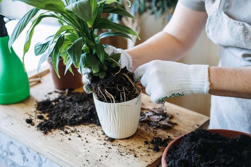 11 beprövade strategier för att hålla dina nyårsbegåvade växter blomstrande hela året