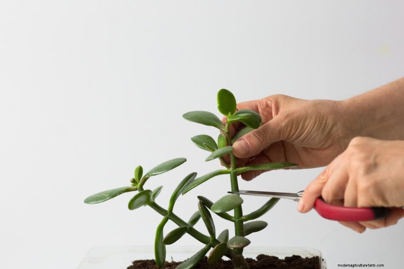 11 beprövade strategier för att hålla dina nyårsbegåvade växter blomstrande hela året