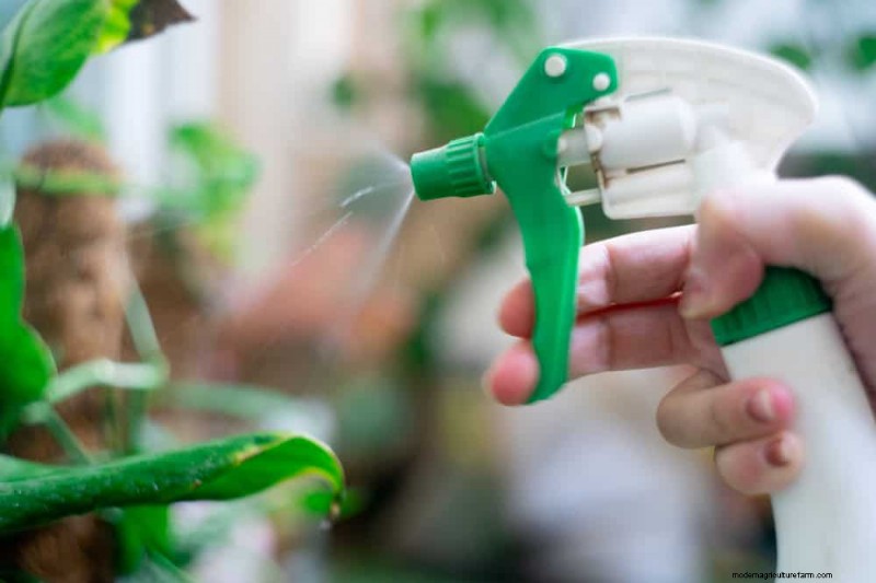 11 beprövade strategier för att hålla dina nyårsbegåvade växter blomstrande hela året