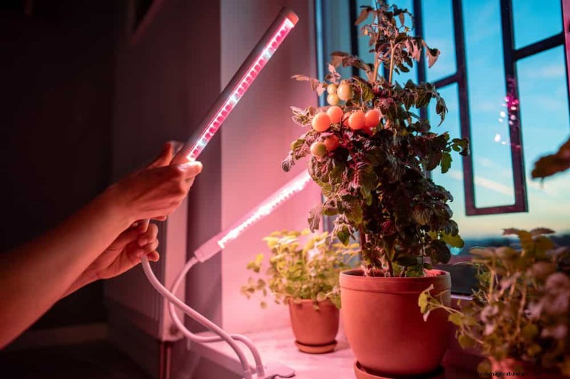 Master Berkebun Dalam Ruangan:15 Tip Terbukti untuk Menanam Tanaman di Bawah Lampu Buatan – Panduan Penyiapan Lengkap 