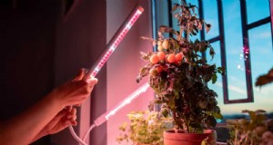 Master Indoor Gardening:15 beprövade tips för att odla växter under artificiellt ljus – Komplett installationsguide 