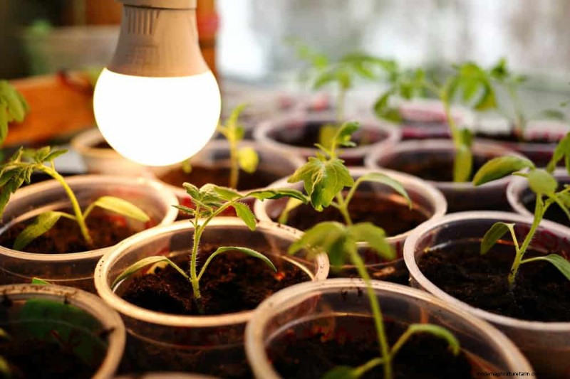 Master Berkebun Dalam Ruangan:15 Tip Terbukti untuk Menanam Tanaman di Bawah Lampu Buatan – Panduan Penyiapan Lengkap 