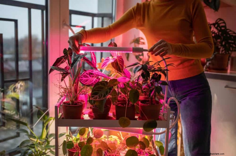 Master Berkebun Dalam Ruangan:15 Tip Terbukti untuk Menanam Tanaman di Bawah Lampu Buatan – Panduan Penyiapan Lengkap 