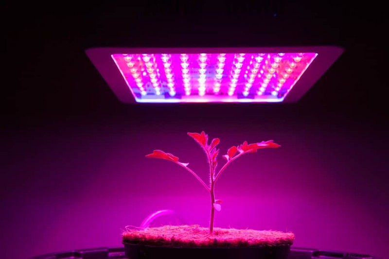 Master Berkebun Dalam Ruangan:15 Tip Terbukti untuk Menanam Tanaman di Bawah Lampu Buatan – Panduan Penyiapan Lengkap 