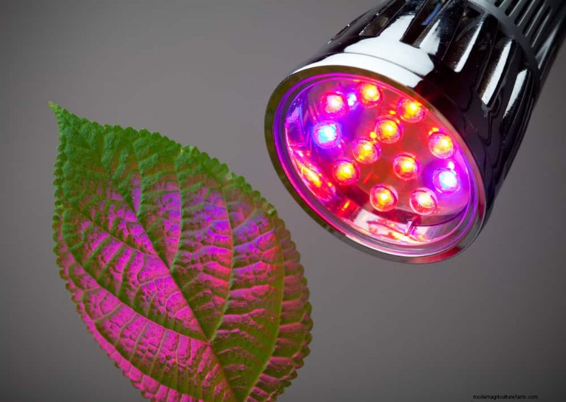 Master Berkebun Dalam Ruangan:15 Tip Terbukti untuk Menanam Tanaman di Bawah Lampu Buatan – Panduan Penyiapan Lengkap 