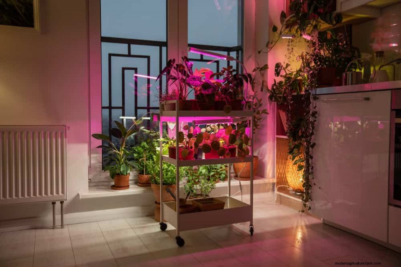 Master Berkebun Dalam Ruangan:15 Tip Terbukti untuk Menanam Tanaman di Bawah Lampu Buatan – Panduan Penyiapan Lengkap 