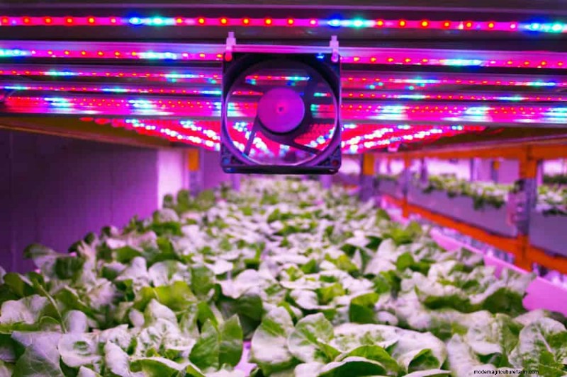Master Berkebun Dalam Ruangan:15 Tip Terbukti untuk Menanam Tanaman di Bawah Lampu Buatan – Panduan Penyiapan Lengkap 