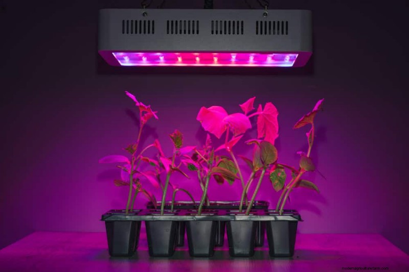 Master Berkebun Dalam Ruangan:15 Tip Terbukti untuk Menanam Tanaman di Bawah Lampu Buatan – Panduan Penyiapan Lengkap 