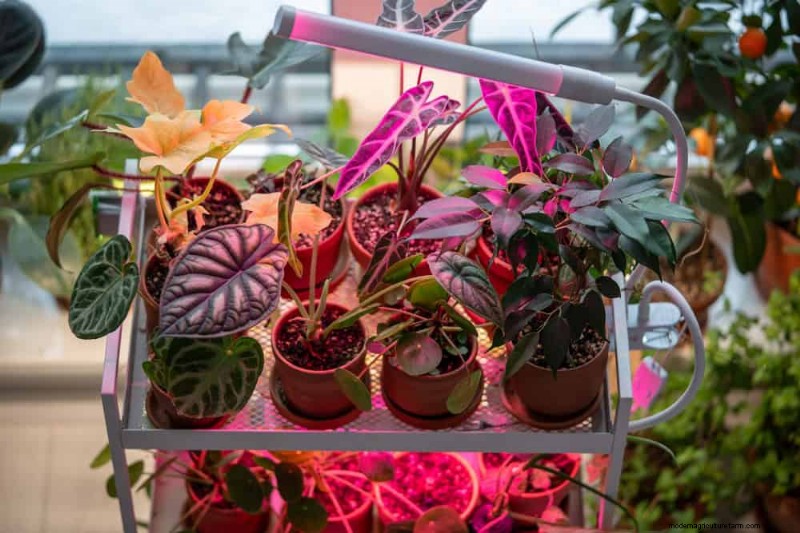 Master Berkebun Dalam Ruangan:15 Tip Terbukti untuk Menanam Tanaman di Bawah Lampu Buatan – Panduan Penyiapan Lengkap 