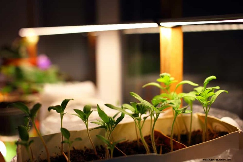 Master Berkebun Dalam Ruangan:15 Tip Terbukti untuk Menanam Tanaman di Bawah Lampu Buatan – Panduan Penyiapan Lengkap 