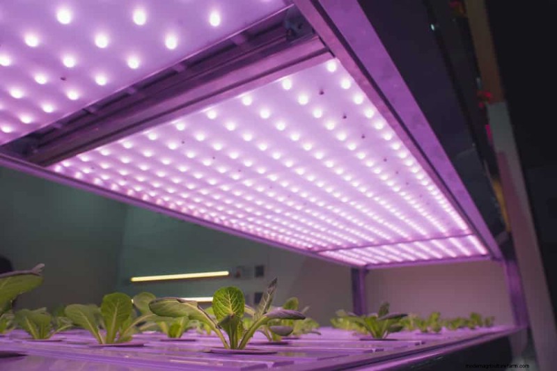 Master Berkebun Dalam Ruangan:15 Tip Terbukti untuk Menanam Tanaman di Bawah Lampu Buatan – Panduan Penyiapan Lengkap 