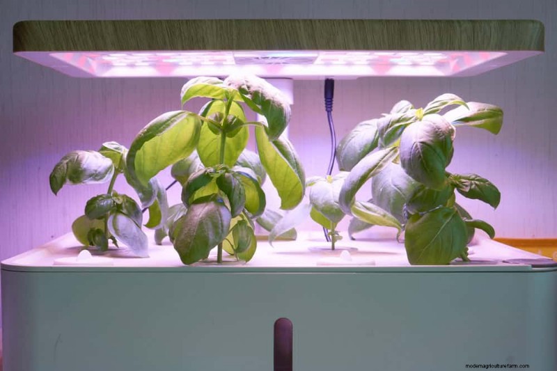 Master Berkebun Dalam Ruangan:15 Tip Terbukti untuk Menanam Tanaman di Bawah Lampu Buatan – Panduan Penyiapan Lengkap 