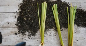 Propagazione delle piante invernali:12 tecniche collaudate per un giardino fiorente 