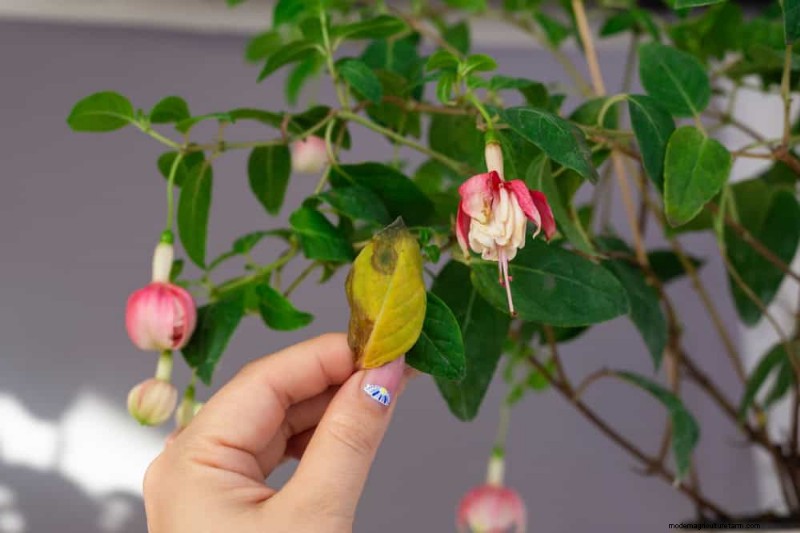 冬の観葉植物を害虫から守るための11の専門家戦略 