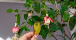 冬の観葉植物を害虫から守るための11の専門家戦略 