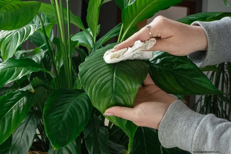 冬の観葉植物を害虫から守るための11の専門家戦略 