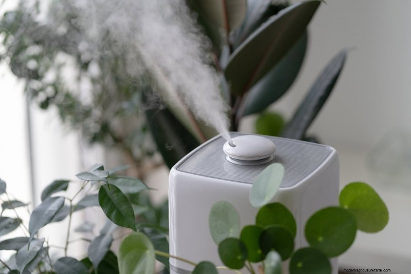 冬の観葉植物を害虫から守るための11の専門家戦略 