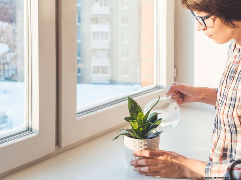 冬の観葉植物を害虫から守るための11の専門家戦略 