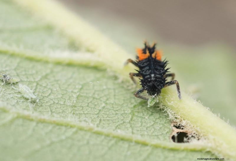 冬の観葉植物を害虫から守るための11の専門家戦略 