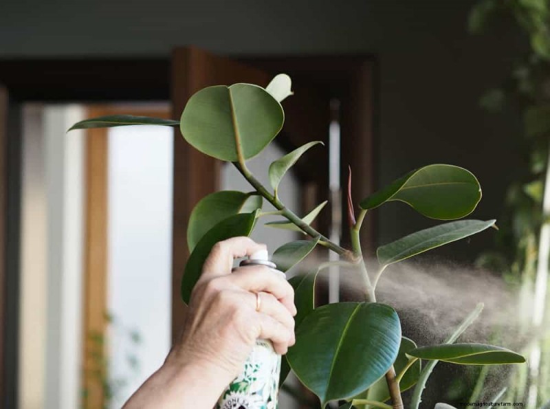 冬の観葉植物を害虫から守るための11の専門家戦略 