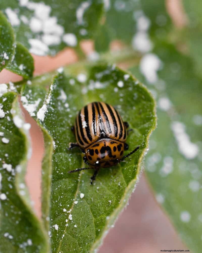 冬の観葉植物を害虫から守るための11の専門家戦略 