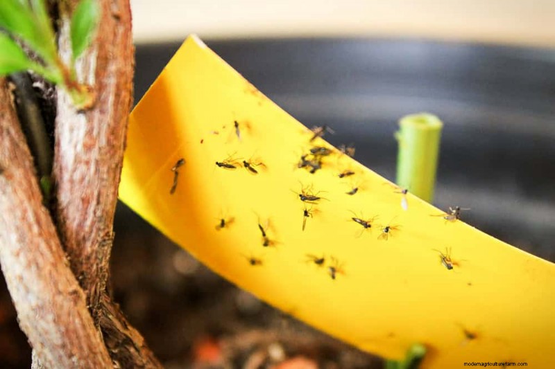 冬の観葉植物を害虫から守るための11の専門家戦略 