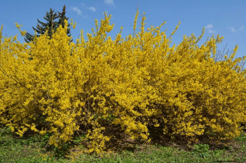 Gérer les racines de Forsythia :éviter les invasions près de chez vous 