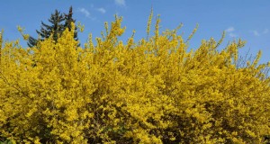 Mengelola Akar Forsythia:Menghindari Invasif di Dekat Rumah Anda 