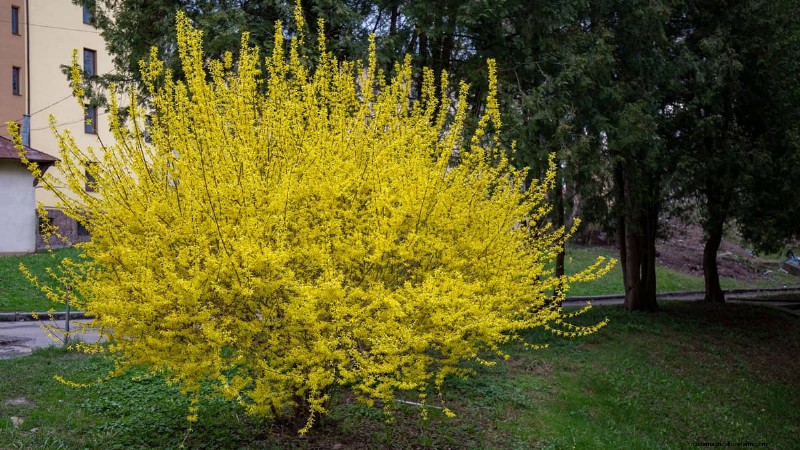 Gérer les racines de Forsythia :éviter les invasions près de chez vous 