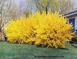 Gérer les racines de Forsythia :éviter les invasions près de chez vous 