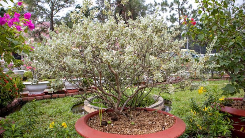 Racines de sauge du Texas :non invasives et respectueuses du jardin 