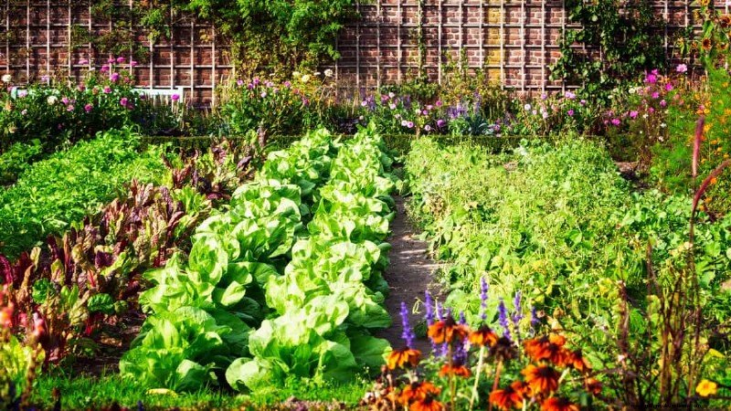 Espacement principal des plantes :la clé d’un jardin prospère 