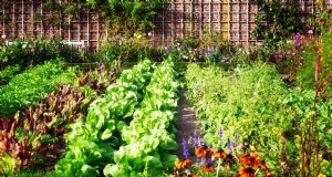 Espaciado maestro de plantas:la clave para jardines prósperos 