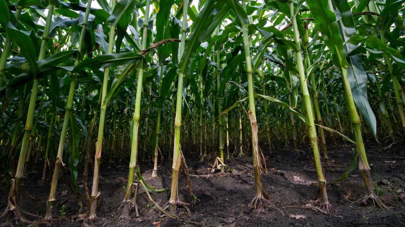 Espacement principal des plantes :la clé d’un jardin prospère 