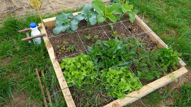 Espacement principal des plantes :la clé d’un jardin prospère 