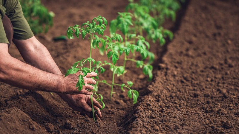 Espacement principal des plantes :la clé d’un jardin prospère 