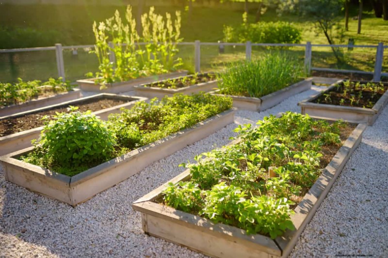 Espacement principal des plantes :la clé d’un jardin prospère 