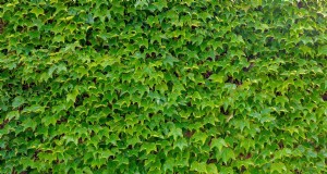Must‑Know: Are Boston Ivy Roots Invasive? Expert Guide for Homeowners