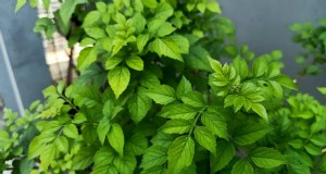 Cape Honeysuckle Roots: Not Invasive, But How They Impact Your Garden
