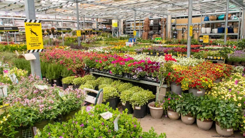 Lowe’s vs. HomeDepot:あなたの庭に最適な植物を提供する小売店はどれですか? 
