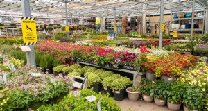 Lowe’s vs. HomeDepot:あなたの庭に最適な植物を提供する小売店はどれですか? 