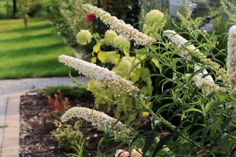 Is Buddleia (vlinderstruik) echt invasief? Wortelgedrag, ecologische impact en tips voor tuinbeheer 
