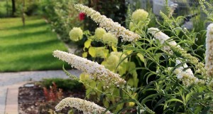Le Buddleia (Butterfly Bush) est-il vraiment envahissant ? Comportement des racines, impact écologique et conseils de gestion du jardin 
