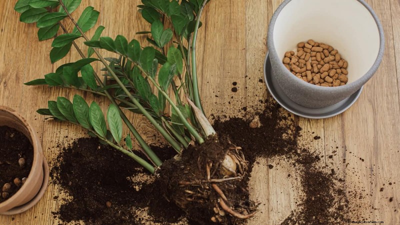 Wanneer moet u een Zanzibar-edelsteen verpotten:een deskundige gids voor langlevende ZZ-planten 